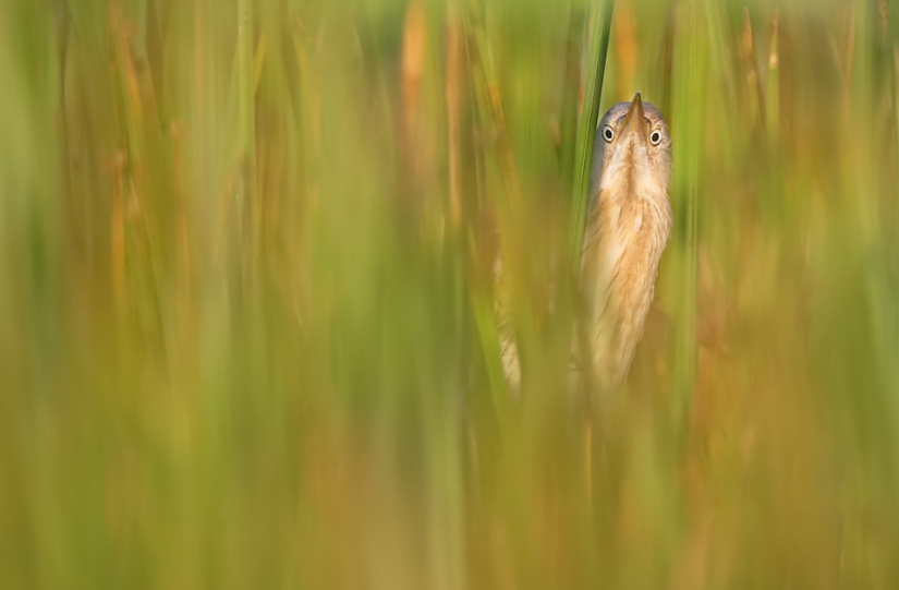 Las mejores fotos de aves del concurso Fotógrafo de Aves del Año
