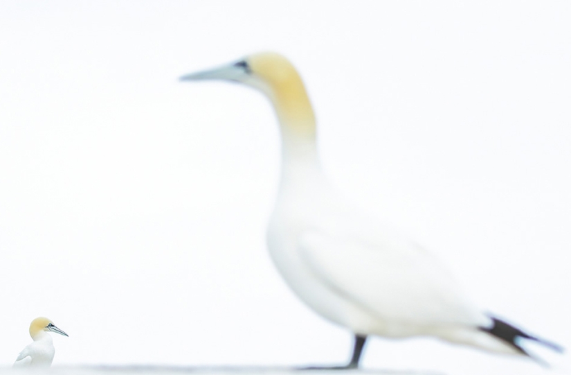 Las mejores fotos de aves del concurso Fotógrafo de Aves del Año