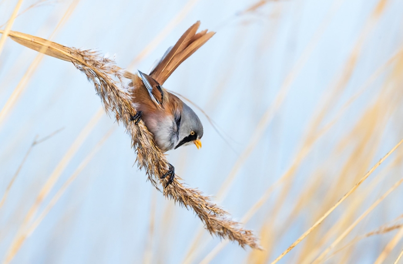 Las mejores fotos de aves del concurso Fotógrafo de Aves del Año