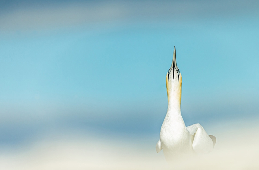 Las mejores fotos de aves del concurso Fotógrafo de Aves del Año