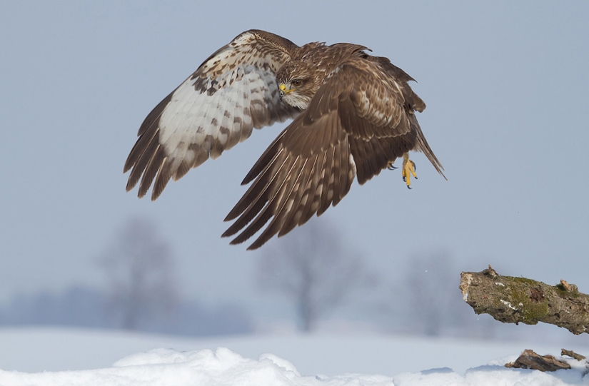 Las mejores fotos de aves del concurso Fotógrafo de Aves del Año