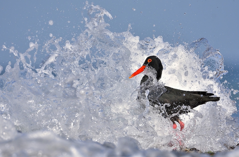 Las mejores fotos de aves del concurso Fotógrafo de Aves del Año