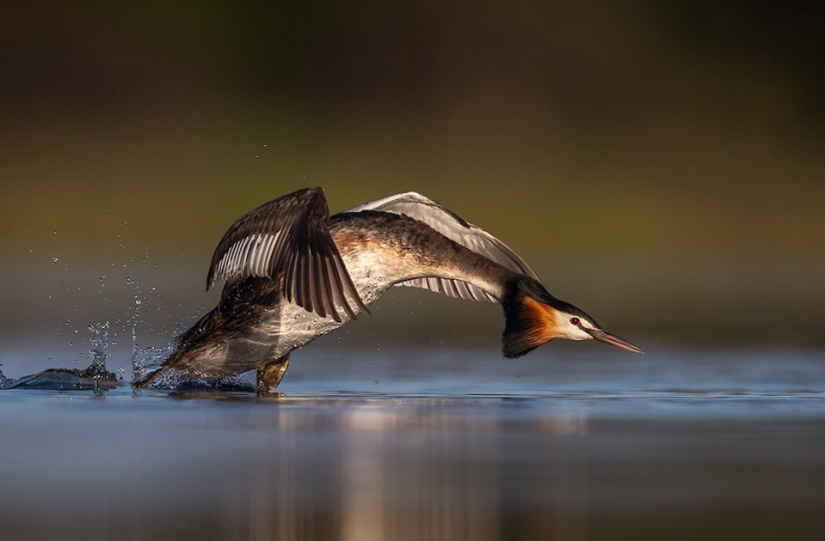 Las mejores fotos de aves del concurso Fotógrafo de Aves del Año