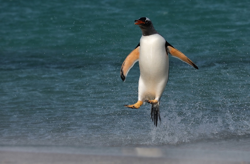 Las mejores fotos de aves del concurso Fotógrafo de Aves del Año