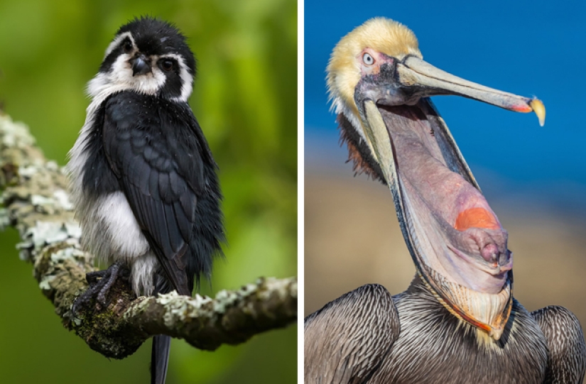 Las mejores fotos de aves del concurso Fotógrafo de Aves del Año