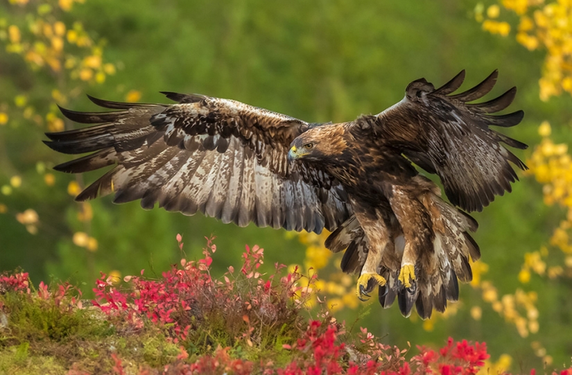 Las mejores fotos de aves del concurso Fotógrafo de Aves del Año
