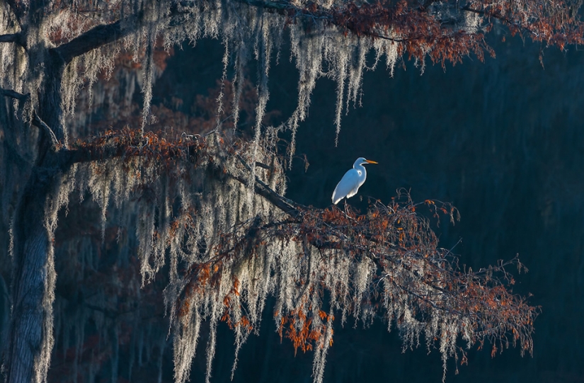 Las mejores fotos de aves del concurso Fotógrafo de Aves del Año