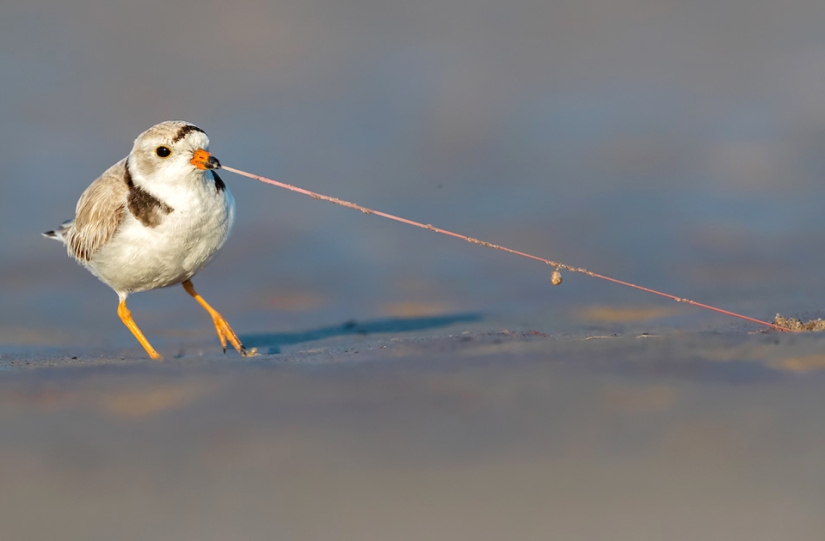 Las mejores fotos de aves del concurso Fotógrafo de Aves del Año