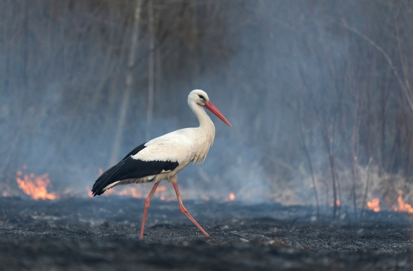 Las mejores fotos de aves del concurso Fotógrafo de Aves del Año