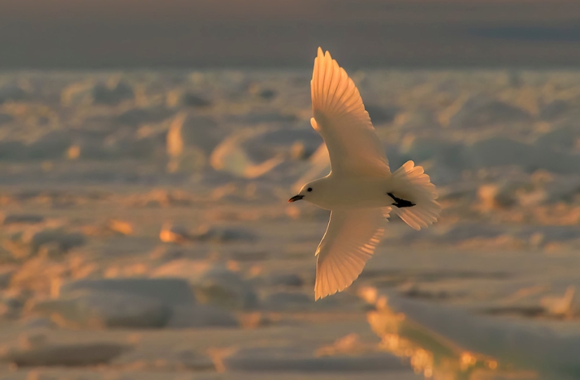 Las mejores fotos de aves del concurso Fotógrafo de Aves del Año