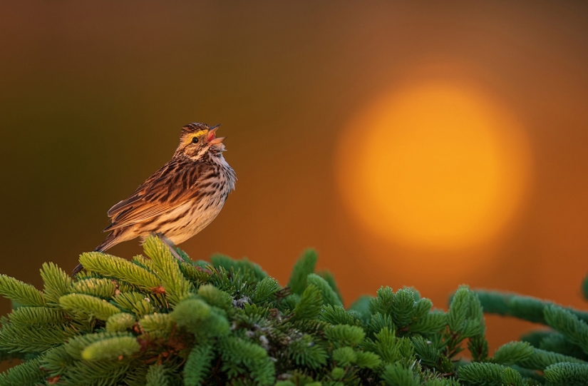 Las mejores fotos de aves del concurso Fotógrafo de Aves del Año