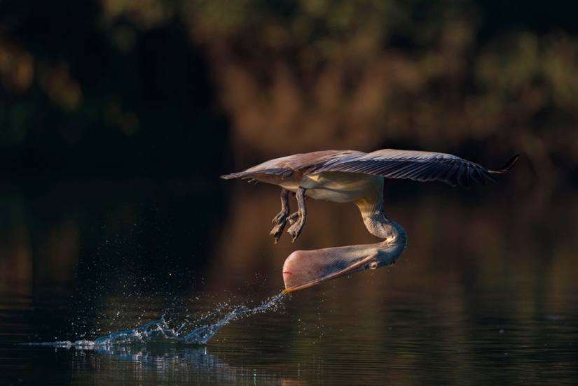 Las mejores fotos de la lista de finalistas del 17º Concurso de Fotografía del Smithsonian