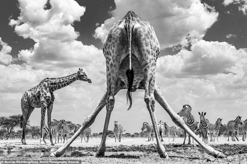 Las mejores fotos del Sony World Photography Award 2020
