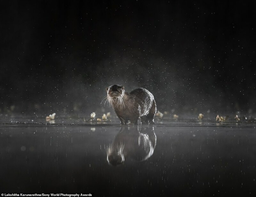 Las mejores fotos del Sony World Photography Award 2020