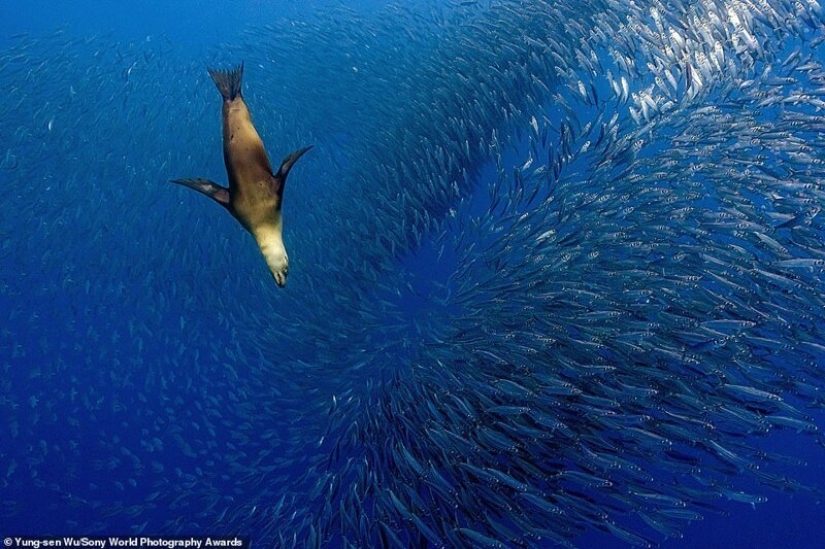 Las mejores fotos del Sony World Photography Award 2020