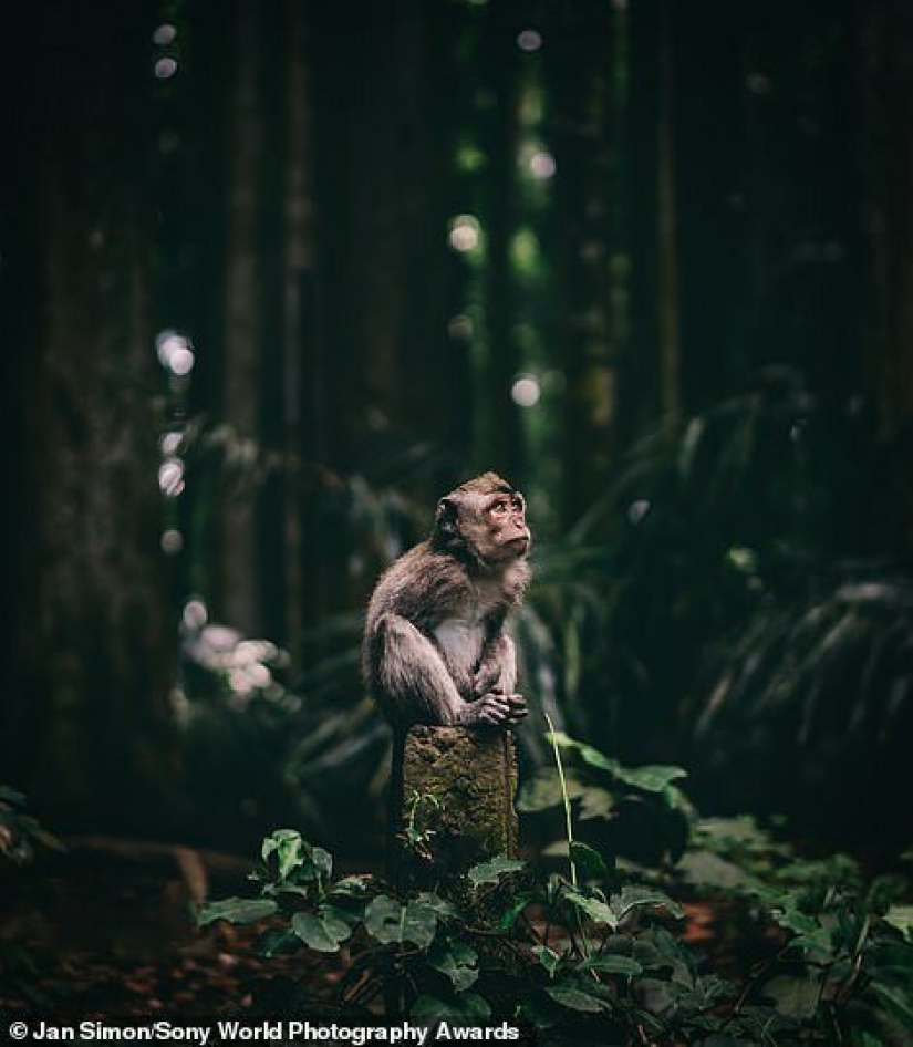 Las mejores fotos del Sony World Photography Award 2020