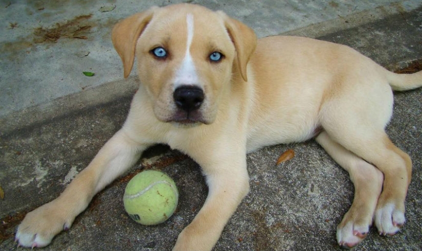 Las razas de perros más pequeñas del mundo.