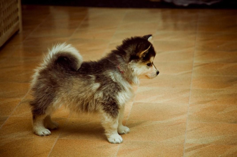 Las razas de perros más pequeñas del mundo.