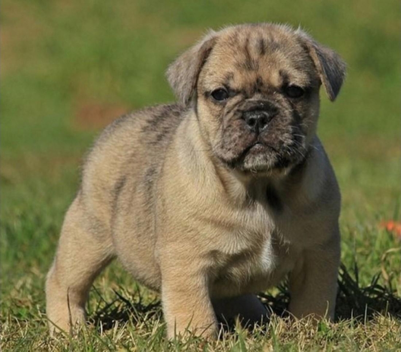 Las razas de perros más pequeñas del mundo.