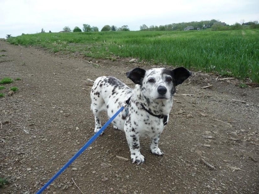 Las razas de perros más pequeñas del mundo.