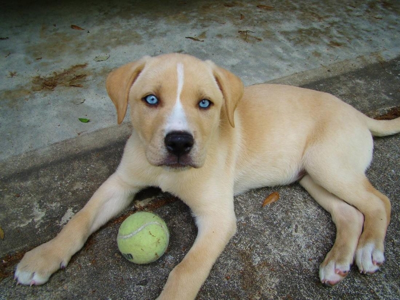 Las razas de perros más pequeñas del mundo.