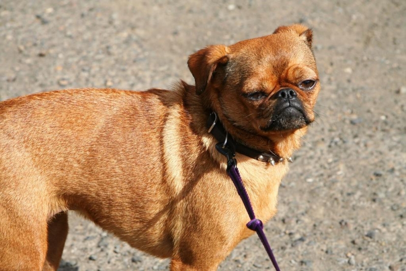 Las razas de perros más pequeñas del mundo.