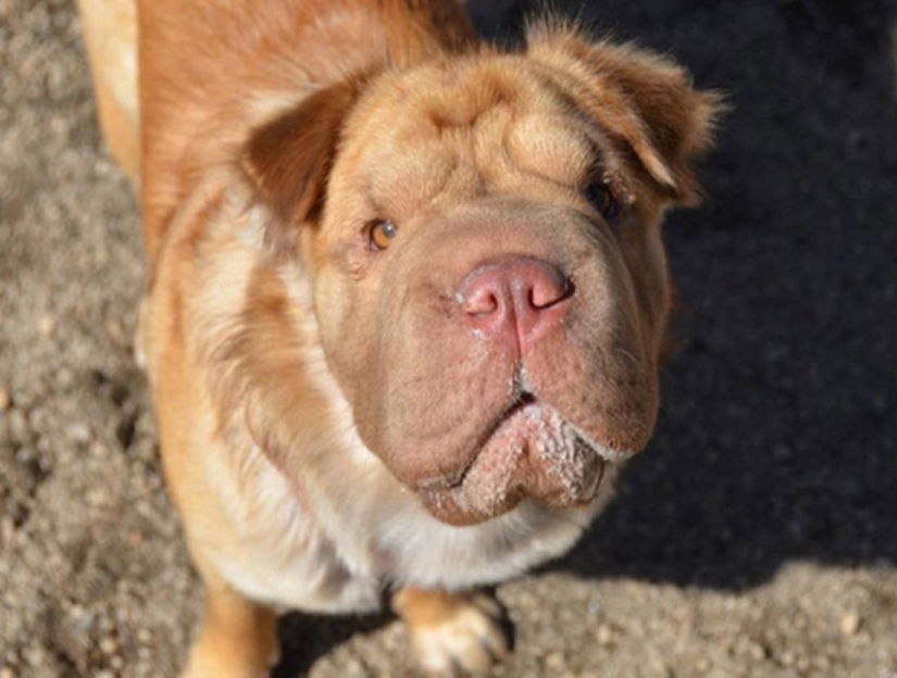 Las razas de perros más pequeñas del mundo.
