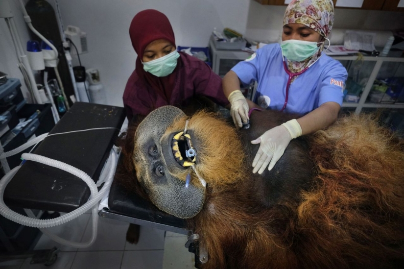 Las tomas más interesantes del prestigioso concurso World Press Photo 2020
