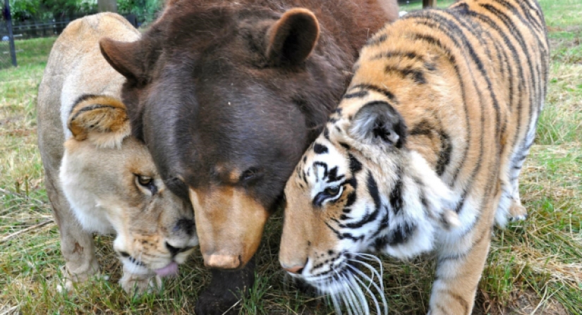 León, oso y tigre: los amigos no derraman agua