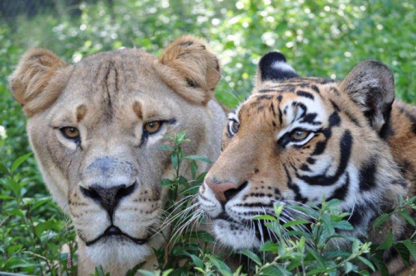 León, oso y tigre: los amigos no derraman agua