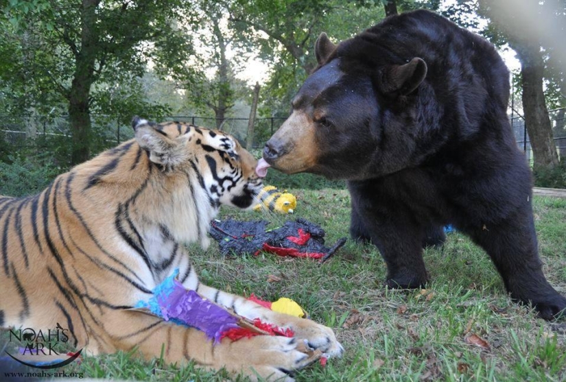 León, oso y tigre: los amigos no derraman agua