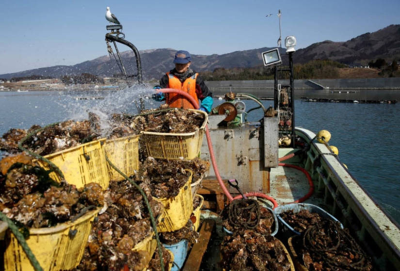 Life is like in prison: the coast of Japan, affected by the 2011 tsunami, was surrounded by a 12-meter wall