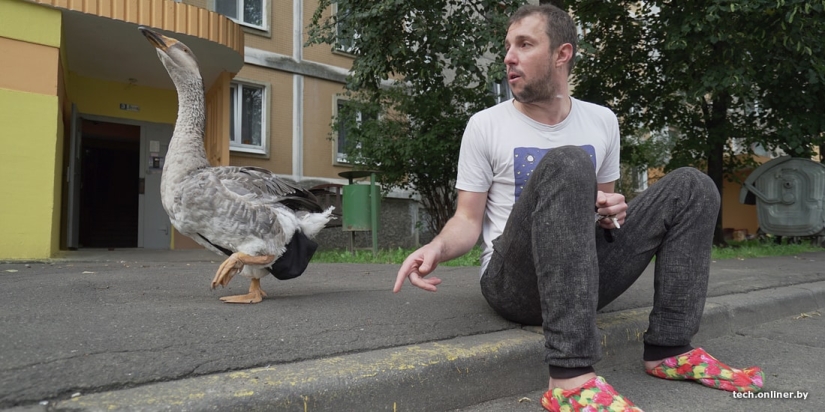 Life with a goose or the everyday life of a Minsk blogger