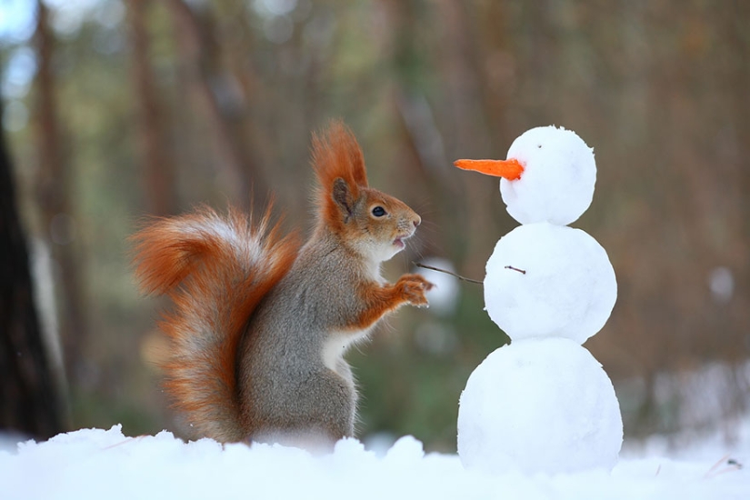 Linda sesión de fotos de ardillas jugando por el fotógrafo Vadim Trunov