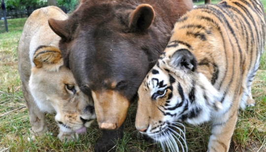Lion, bear and tiger - friends do not spill water Lion, bear and tiger - friends do not spill water