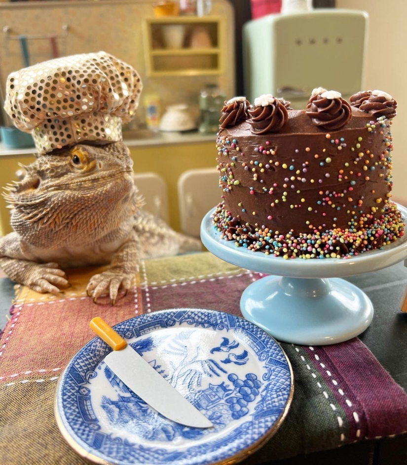 Lizard Chef Lenny the Lizard is a star of social networks and author of cookbooks