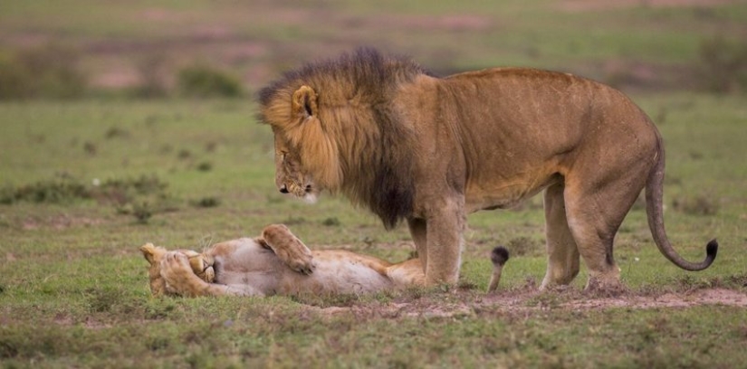 Lo más divertido de los Comedy Wildlife Photography Awards 2018