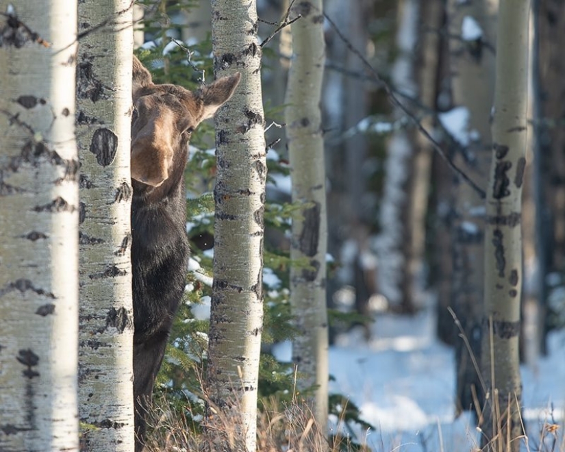Lo más divertido de los Comedy Wildlife Photography Awards 2018