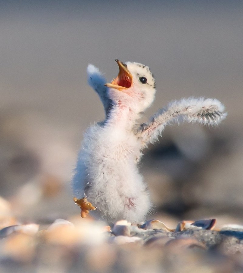 Lo más divertido de los Comedy Wildlife Photography Awards 2018