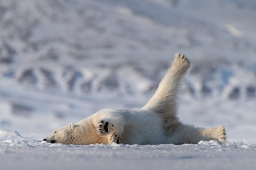 Lo más divertido de los Comedy Wildlife Photography Awards 2018