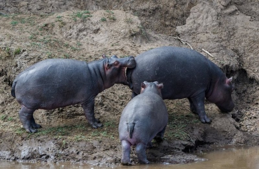 Lo más divertido de los Comedy Wildlife Photography Awards 2018