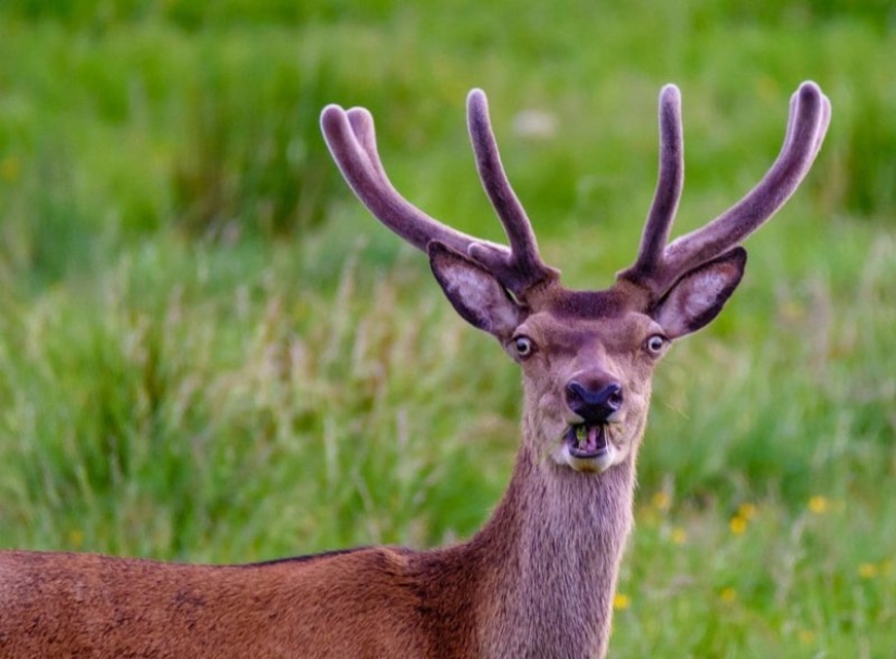 Lo más divertido de los Comedy Wildlife Photography Awards 2018