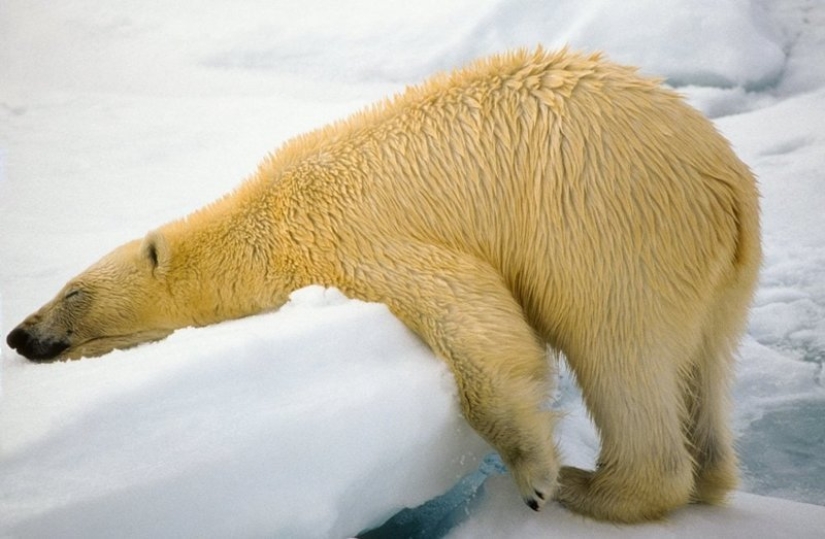 Lo más divertido de los Comedy Wildlife Photography Awards 2018