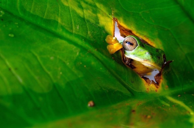 Lo más divertido de los Comedy Wildlife Photography Awards 2018