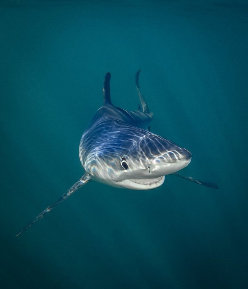 Lo más divertido de los Comedy Wildlife Photography Awards 2018