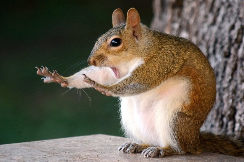 Lo más divertido de los Comedy Wildlife Photography Awards 2018