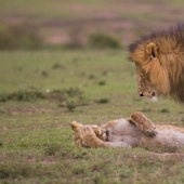 Lo más divertido de los Comedy Wildlife Photography Awards 2018
