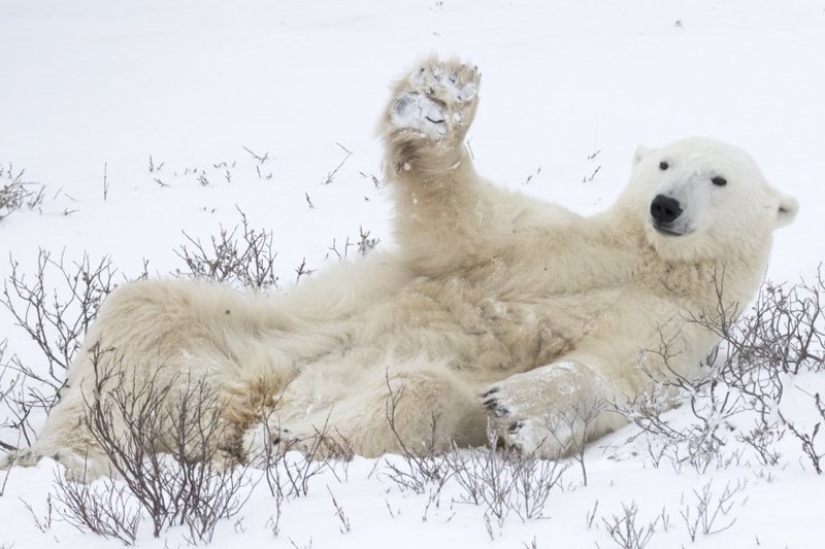 Lo más divertido de los Comedy Wildlife Photography Awards 2018