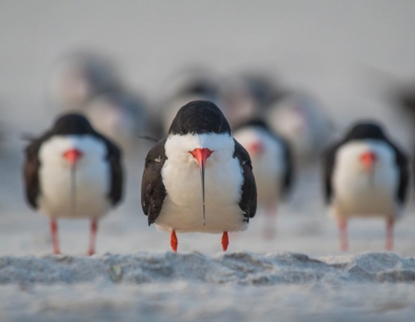 Lo más divertido de los Comedy Wildlife Photography Awards 2018