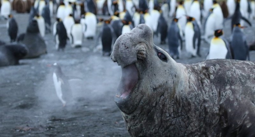 Lo más divertido de los Comedy Wildlife Photography Awards 2018